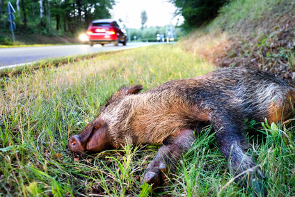 Ein angefahrenes Wildschwein an der Seite einer Straße.